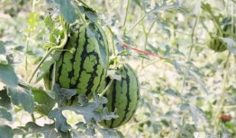 网红柴瓜怎么吃,解锁美味新境界